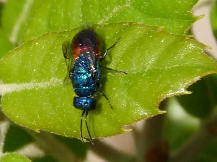 crisidi: colori stupendi in natura